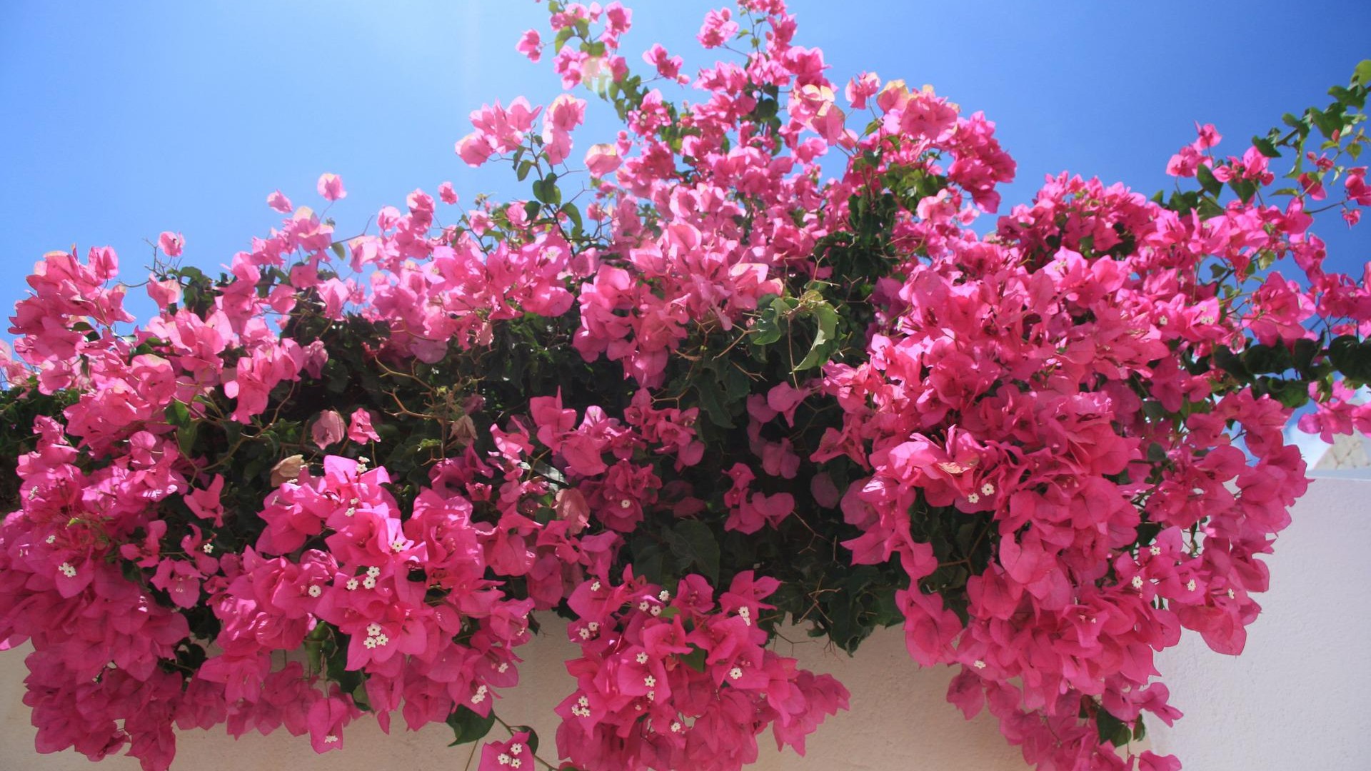 Libri, autori e bouganville - ZaaraRooms